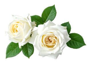 Two pristine white roses, with lush green leaves, isolated on black