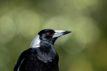 Australian Magpie in the garden