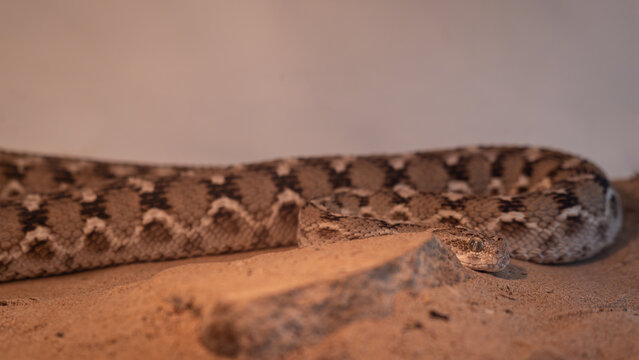 Beautiful horned viper in a terrarium.
