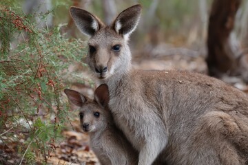 Fototapeta premium Western grey kangaroo with joey peeking out in natural habitat, showcasing maternal bond and wildlife behavior in Australia