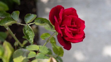 red rose in the garden