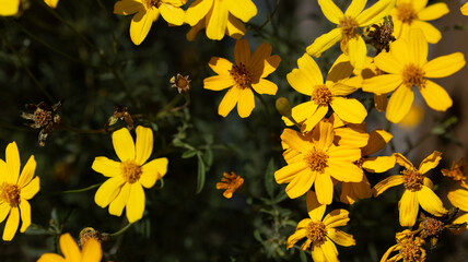yellow flowers in spring