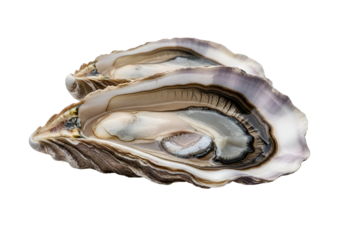 Two open oysters, showcasing intricate patterns and delicate colors, against a stark black backdrop, highlight the natural beauty of these shellfish.