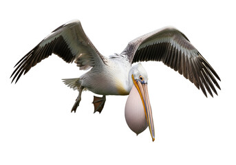 Obraz premium A detailed close-up of a pelican in flight against a completely black background, showcasing its large wings and beak.