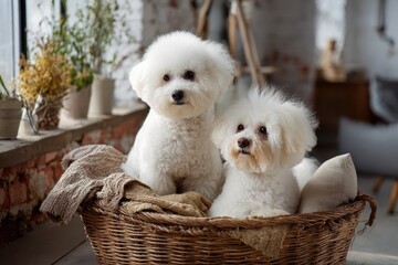 Two adorable Bichon Frise dogs with stylish hair pose in a cozy indoor basket surrounded by soft textiles and greenery in the background during a sunny day