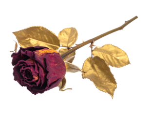 Dried rose with gold-leaf leaves.  Dark maroon petals, faded, on a stem with  gold-leafed leaves