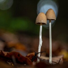 Two mushrooms in forest leaf litter