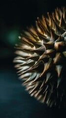 Closeup dried fruit spikes
