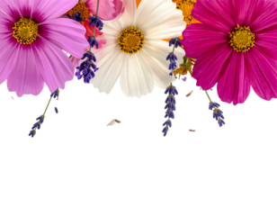 Colorful flower arrangement with cosmos, daisies, and lavender against a black background
