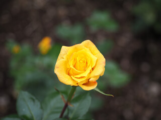 植物　６月の花