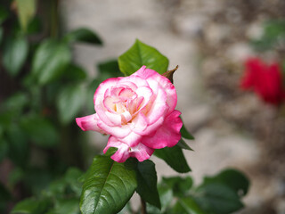 植物　６月の花