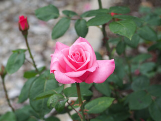 植物　６月の花