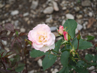 植物　６月の花