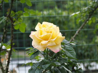植物　６月の花