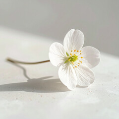 Obraz premium Mini wildflower laying on ceramic table with delicate petal details under soft diffused light and subtle clean shadows