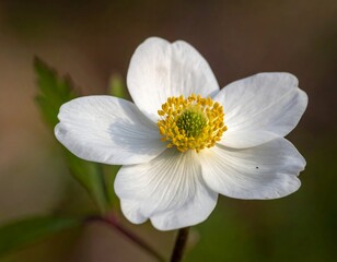 Obraz premium Close-up of a white flower (3)