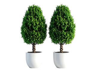 Two identical potted topiary trees
