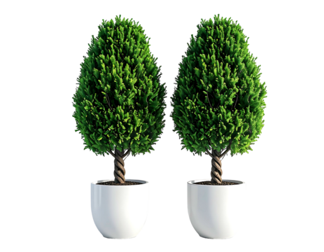 Two identical potted topiary trees