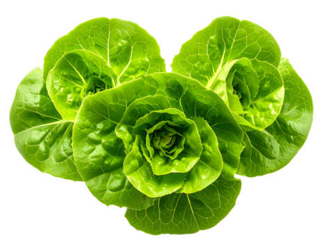 Close-up of three vibrant green lettuce leaves, forming a heart shape
