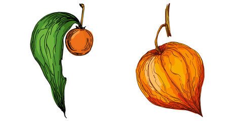 Physalis cape gooseberry drawing, golden berries vector illustration, tropical exotic fruit with husk, organic healthy food, natural vegetarian diet, summer dessert, hand drawn isolated design