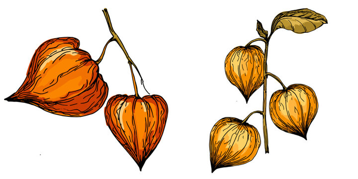 Physalis cape gooseberry drawing, golden berries vector illustration, tropical exotic fruit with husk, organic healthy food, natural vegetarian diet, summer dessert, hand drawn isolated design