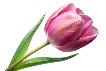 Naklejka premium Elegant Pink Tulip Flower Blossom Close Up on Transparent Background