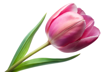 Elegant Pink Tulip Flower Blossom Close Up on Transparent Background