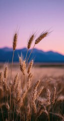 Fototapeta premium Golden wheat stalks in foreground, blurred field and distant mountains at sunset, soft pastel hues