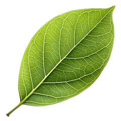 Cinnamomum Camphora Leaf Fragrant Botanical Foliage with Smooth Glossy Green Texture, Defined Veining, and Exotic Herbal Elegance Perfectly Isolated on a Clean Crisp White Background