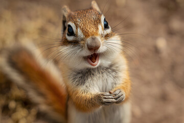 Fototapeta premium Chipmunk looking directly at camera with open mouth and paws together in a funny, surprised way on a sunny day outdoors.