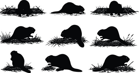 Beaver silhouette, dam building, swimming pose, chewing wood, nature habitat, wildlife activity, water scene, animal behavior, forest life, ecosystem, lodge