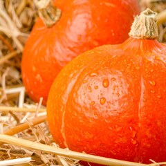 Two orange pumpkins in hay