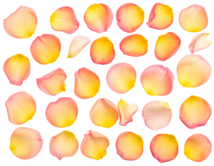 Rose petals arranged in a circular pattern