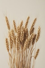 wheat ears isolated on white