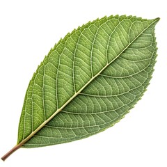 Obraz premium Osmanthus Yunnanensis Leaf Distinct Botanical Foliage with Smooth Green Surface, Prominent Veining, and Exotic Ornamental Elegance Beautifully Isolated on Clean Pure White Background