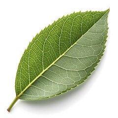 Osmanthus Armatus Leaf Distinct Botanical Foliage with Smooth Green Surface, Sharp Veining Details, and Exotic Ornamental Elegance Isolated Clearly on a Clean Pure White Background