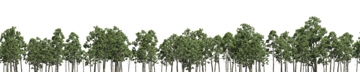 Realistic eucalyptus forest collection cut out on transparent background. high quality 3d rendering. png format	