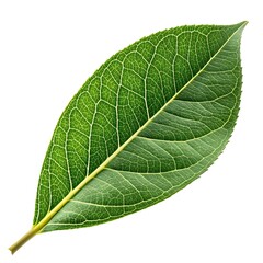 Osmanthus Cooperi Leaf Elegant Botanical Foliage with Smooth Green Texture, Defined Veining, and Exotic Ornamental Beauty Perfectly Isolated on Clean Bright White Background