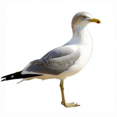 Obraz premium Elegant Seagull Standing on White Background with Stunning Details