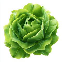 Obraz premium Close Up of Fresh Green Lettuce Head on White Background