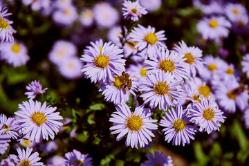 Aster gawędka ,Aster amellus © Marcin Łazarczyk