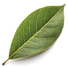 Litsea Cubeba Leaf Delicate Aromatic Botanical Foliage with Smooth Green Surface and Natural Herbal Elegance Beautifully Presented Isolated on Crisp Clean White Background