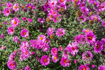 Naklejka premium There are many pink aster flowers on a flowering bush. Flowering of an ornamental perennial plant
