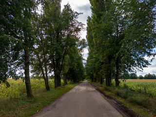 Fototapeta premium A dirt road lined with trees in the middle of a field