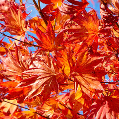 Red Gum (Liquidamber styraiflia)
