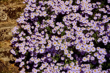 Aster gawędka ,Aster amellus