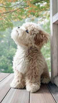 puppy on the porch