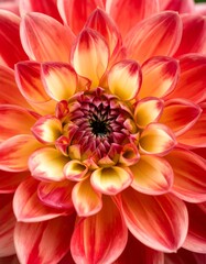 Close-up of a vibrant dahlia (1)