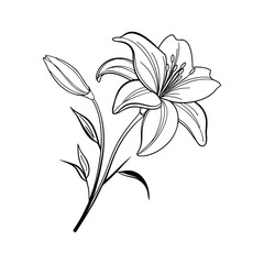 Classic Lily Flower Outline Minimal Drawing.