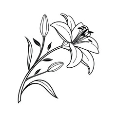 Classic Lily Flower Outline Minimal Drawing.